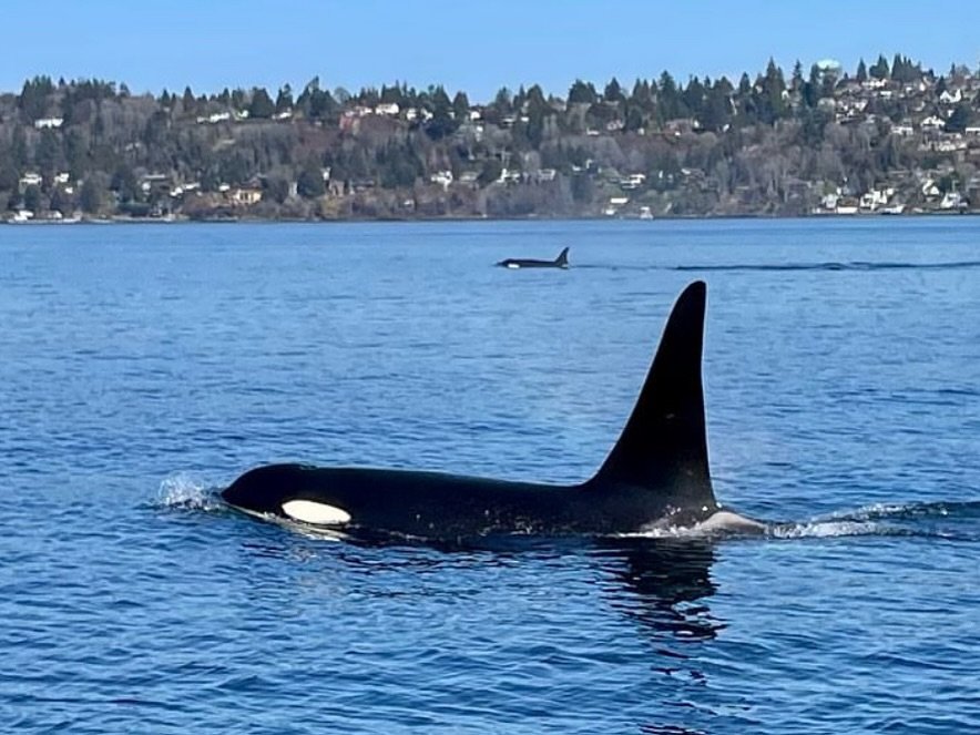 Orca Whale Swimming In Puget Sound With A Scenic Seattle Shoreline In The Background, A Highlight Of Wildlife Tours And Outdoor Adventures.